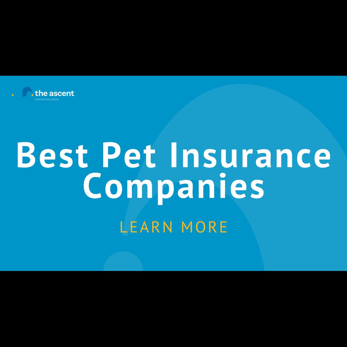 Best Pet Insurance Companies in January 2023 – The Motley Fool