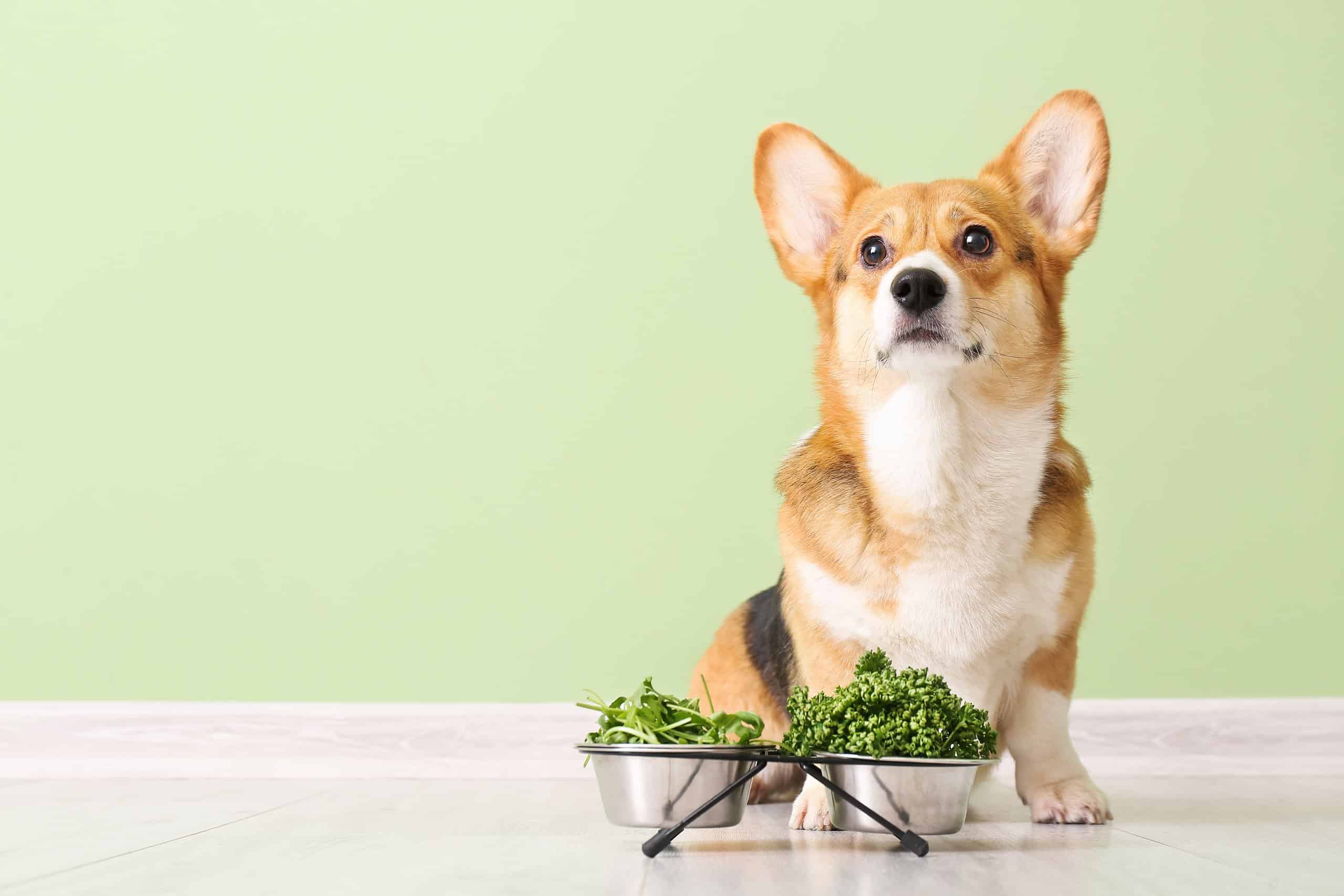 Can Dogs Eat Parsley? Is it A Superfood? – AZ Animals