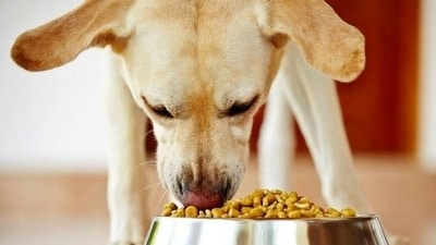 The 10 best dog food brands according to experts – Hindustan Times