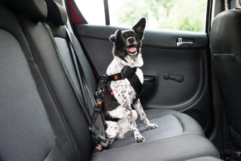 Pawfect car journeys: How to travel by car with your pet safely and comfortably – Euro Weekly News