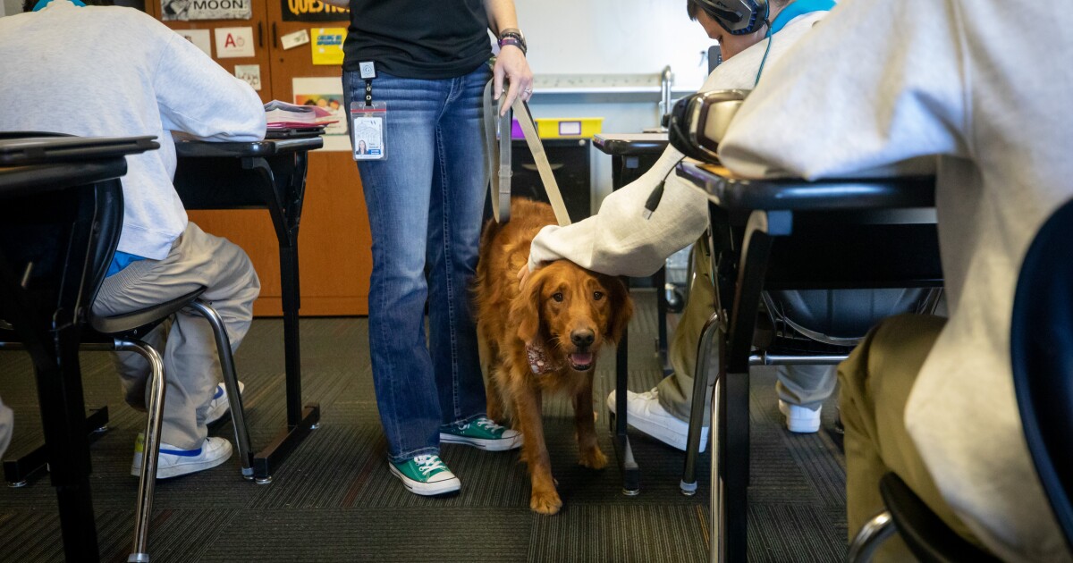 A golden retriever helps students in WilCo learn how to manage … – KUT