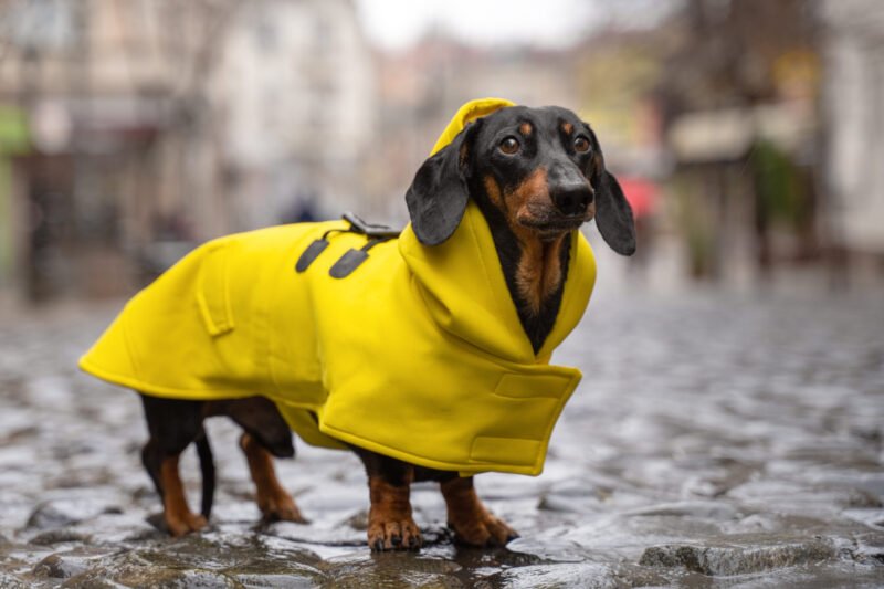 Wrapping up: Your guide to deciding on a dog coat for your four-legged friend – Euro Weekly News