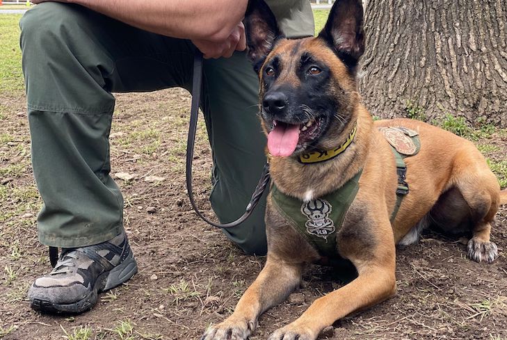 Police K-9 'Hummer' Awarded for Incredible Searching Skills … – American Kennel Club