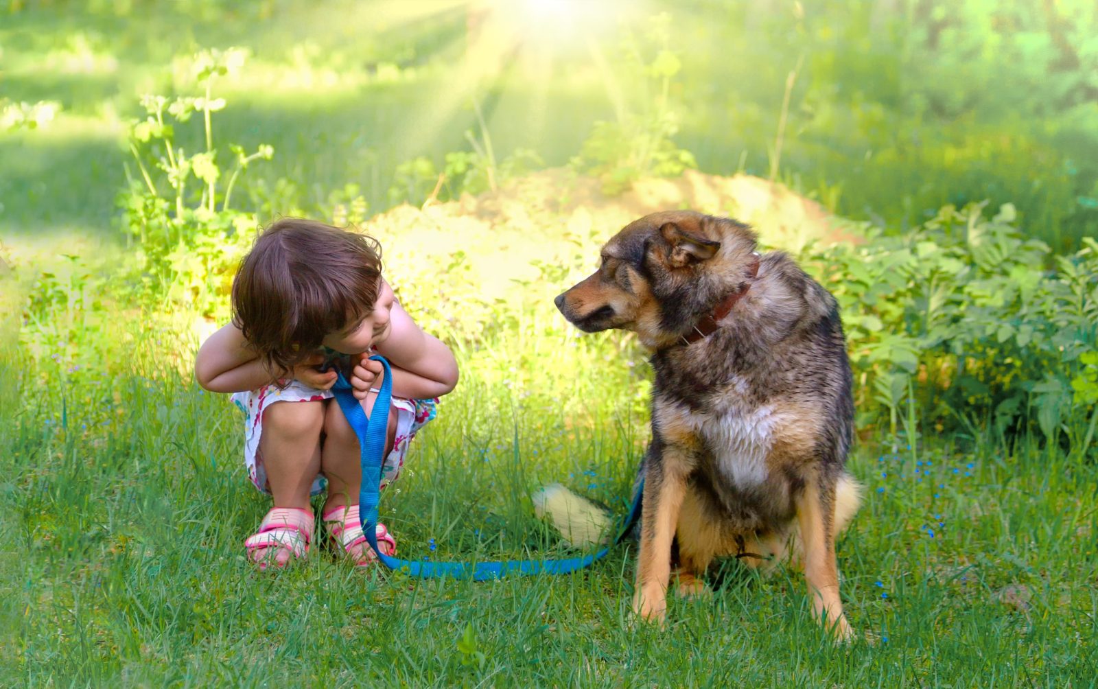 Hilariously Slow Chase Between Baby and Senior Dog Caught on … – One Green Planet