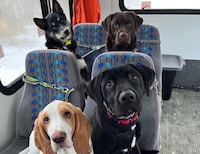 Dogs in Alaska ride a bus like humans with Mo Mountain Mutts – The Washington Post