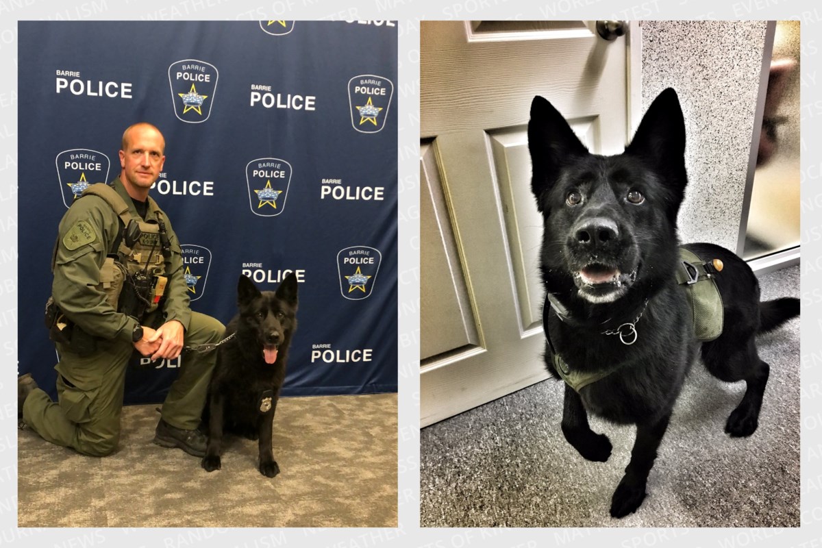 'Unique bond': Barrie canine unit mourns retired police dog – BradfordToday