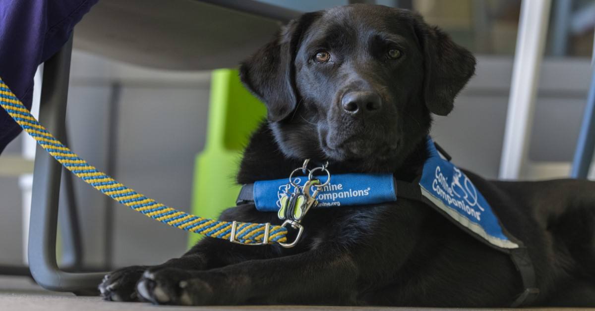 Staff dog joins care team at UCLA Mattel Children's Hospital – UCLA Health Connect