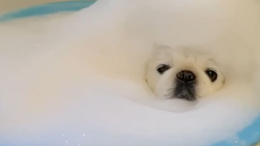 Adorable dogs love bubble baths [Video] – AOL