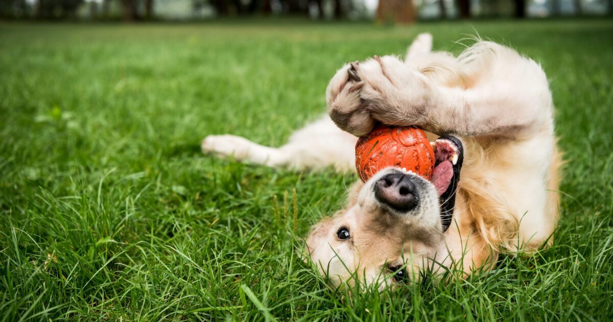 Your pet could earn $10,000 as PetSmart's new 'Chief Toy Tester' – WPTV News Channel 5 West Palm