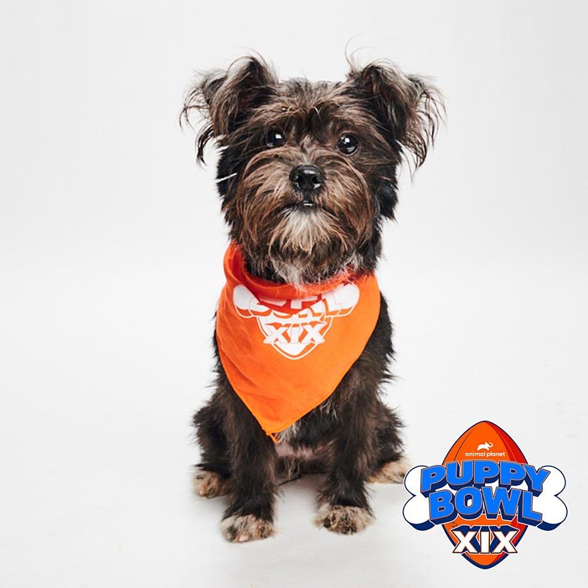 The Cutest NJ & PA Rescue Dogs Will Be in Puppy Bowl 2023 – 94.5 PST