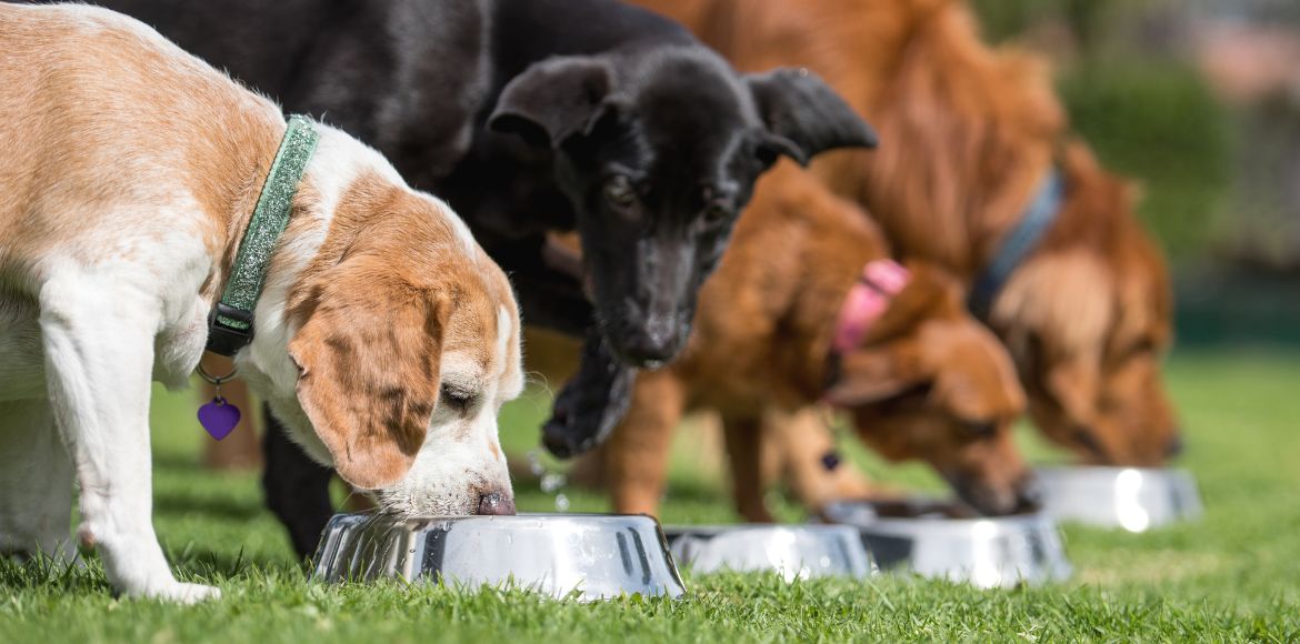 Here are 5 things you should include in your pets’ diet for nutrients – CitySpidey.com