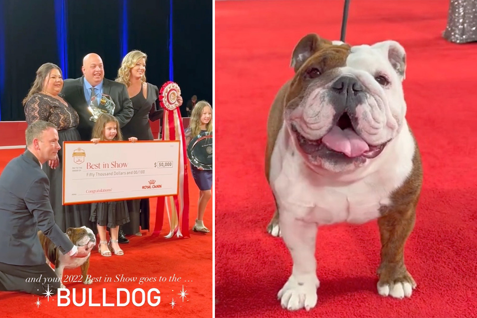 Controversial dog breed takes top prize at National Championship – New York Post