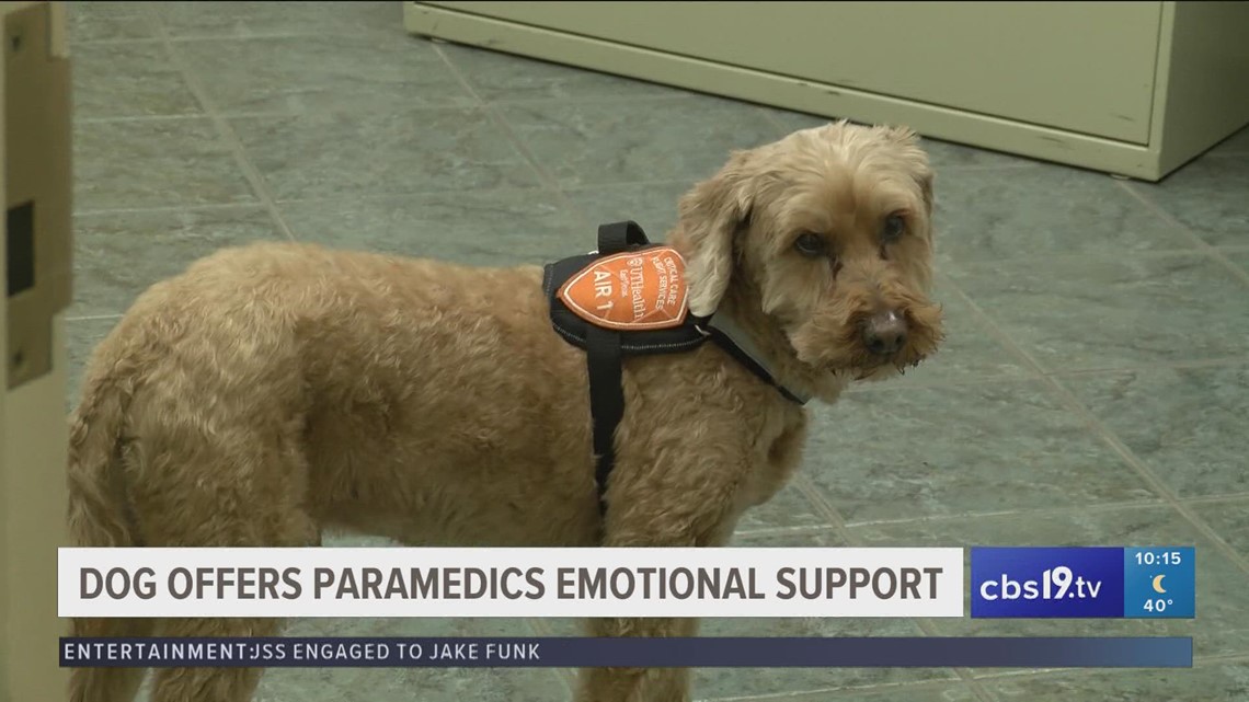 A dog gives emotional support to UT Health employees in Tyler – CBS19.tv KYTX