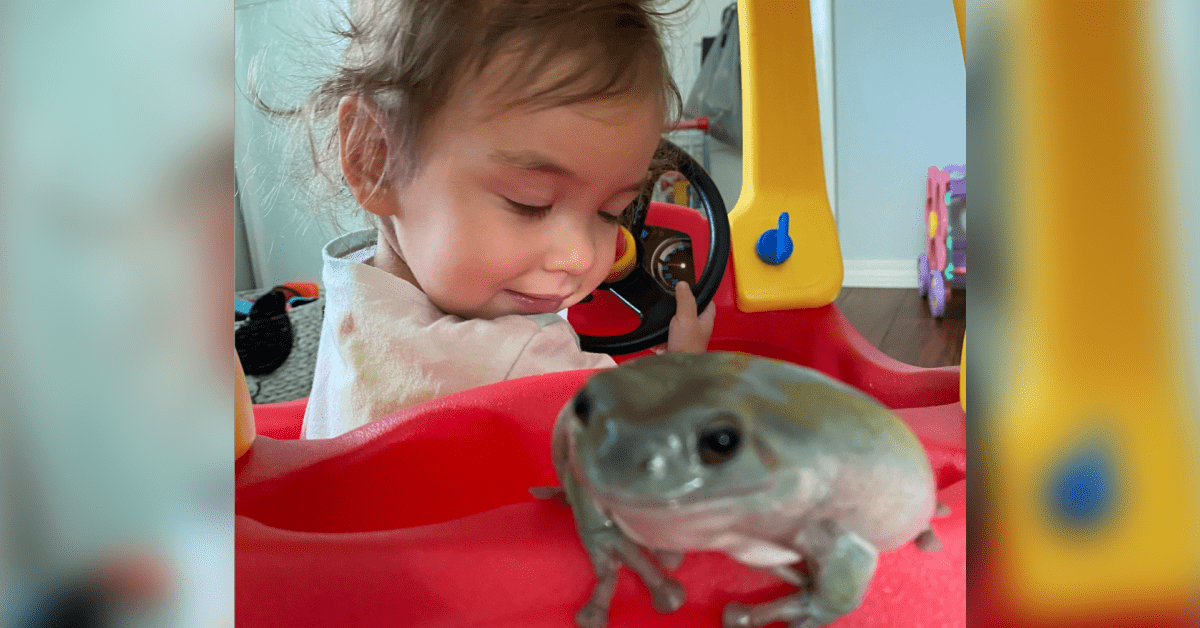 This Toddler Is Best Friends With Her Pet Frog: 'They Go On Walks … – The Florida Star