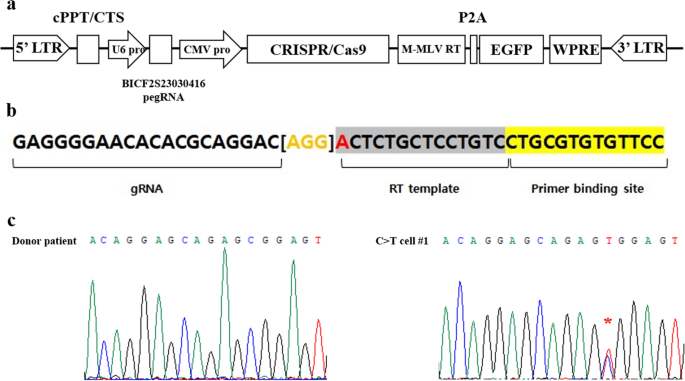 Prime editor-mediated correction of a pathogenic mutation in … – Nature.com