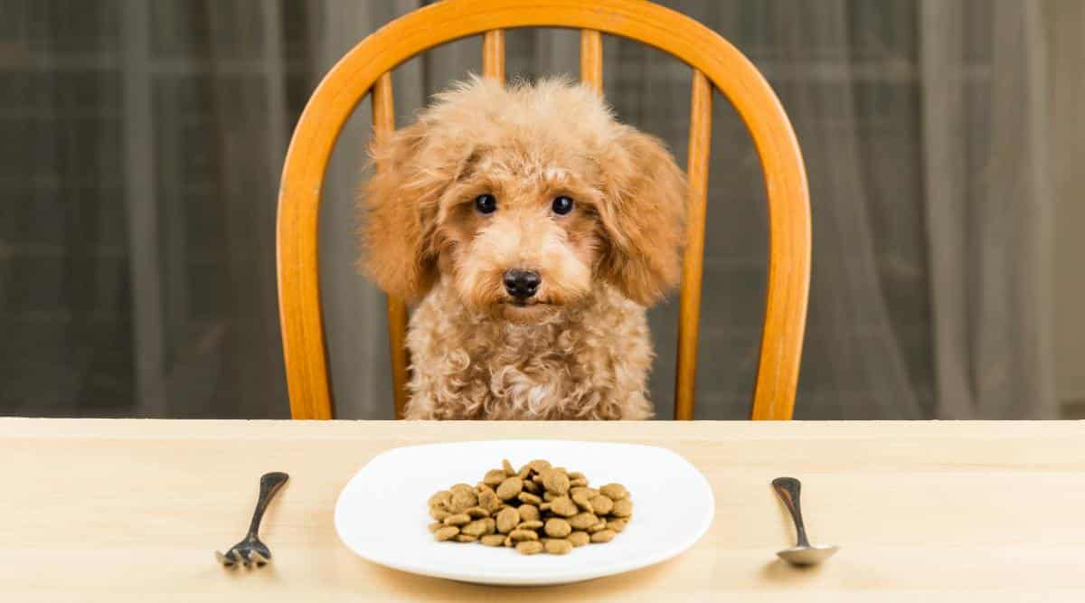 Best Dog Foods For Poodles: Puppies, Adults & Seniors – LoveYourDog.com