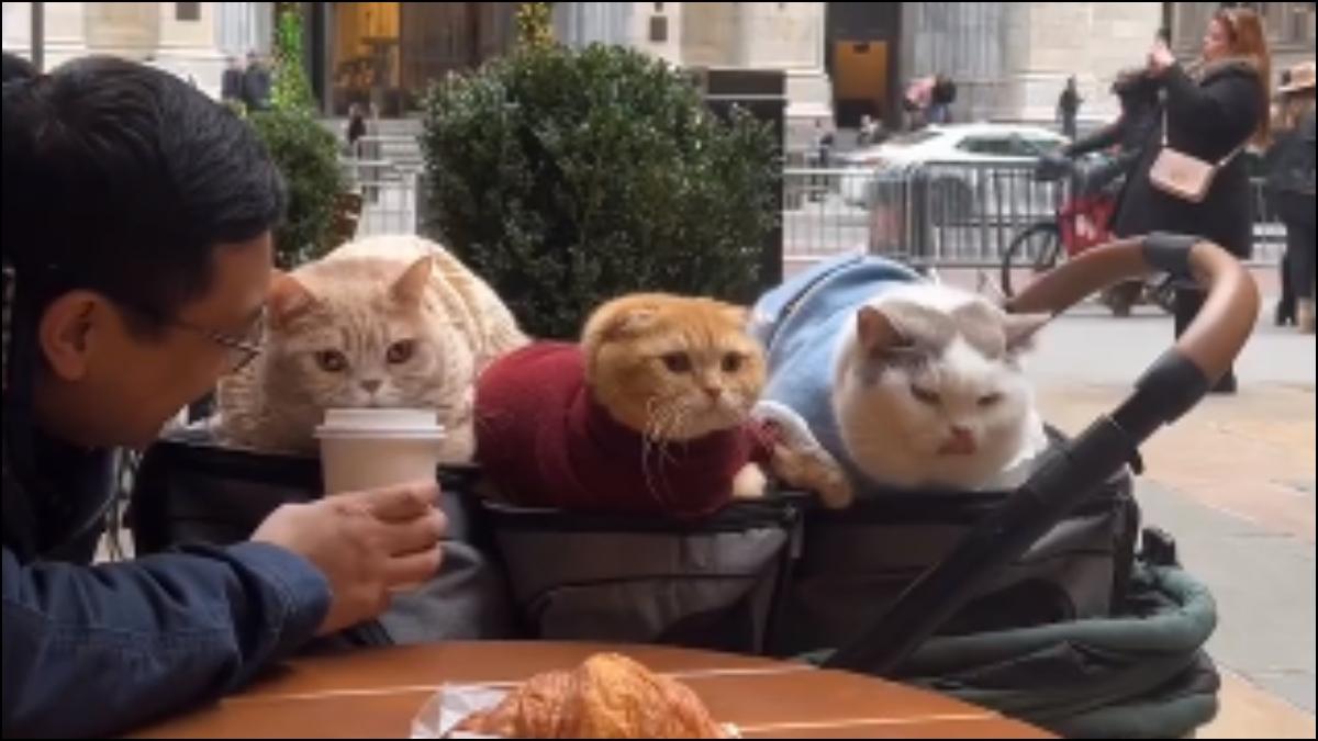 Man takes three pet cats out on a coffee date in New York City. Viral video is making the internet gush – India Today