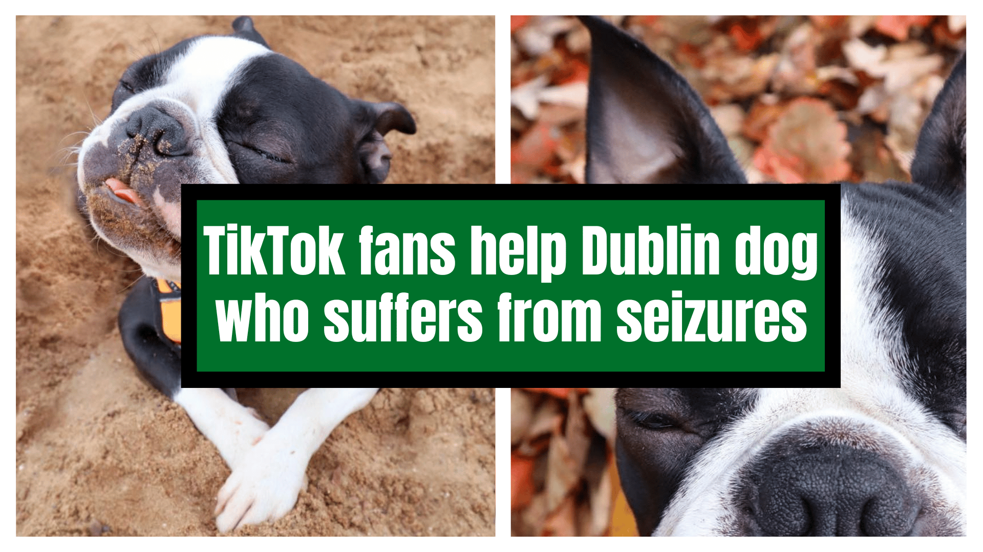 Tiktok fans help DUBLIN DOG who suffers from seizures – Meanwhile in Ireland