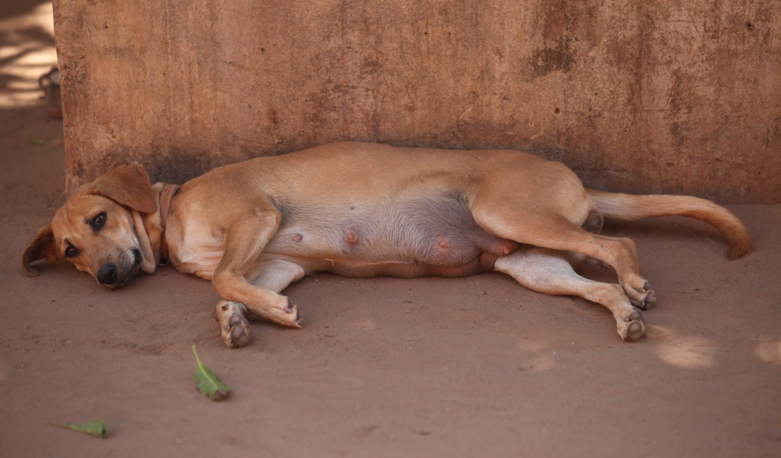 Neglected Pregnant Dog Saved From Freezing Temperatures Gives … – One Green Planet