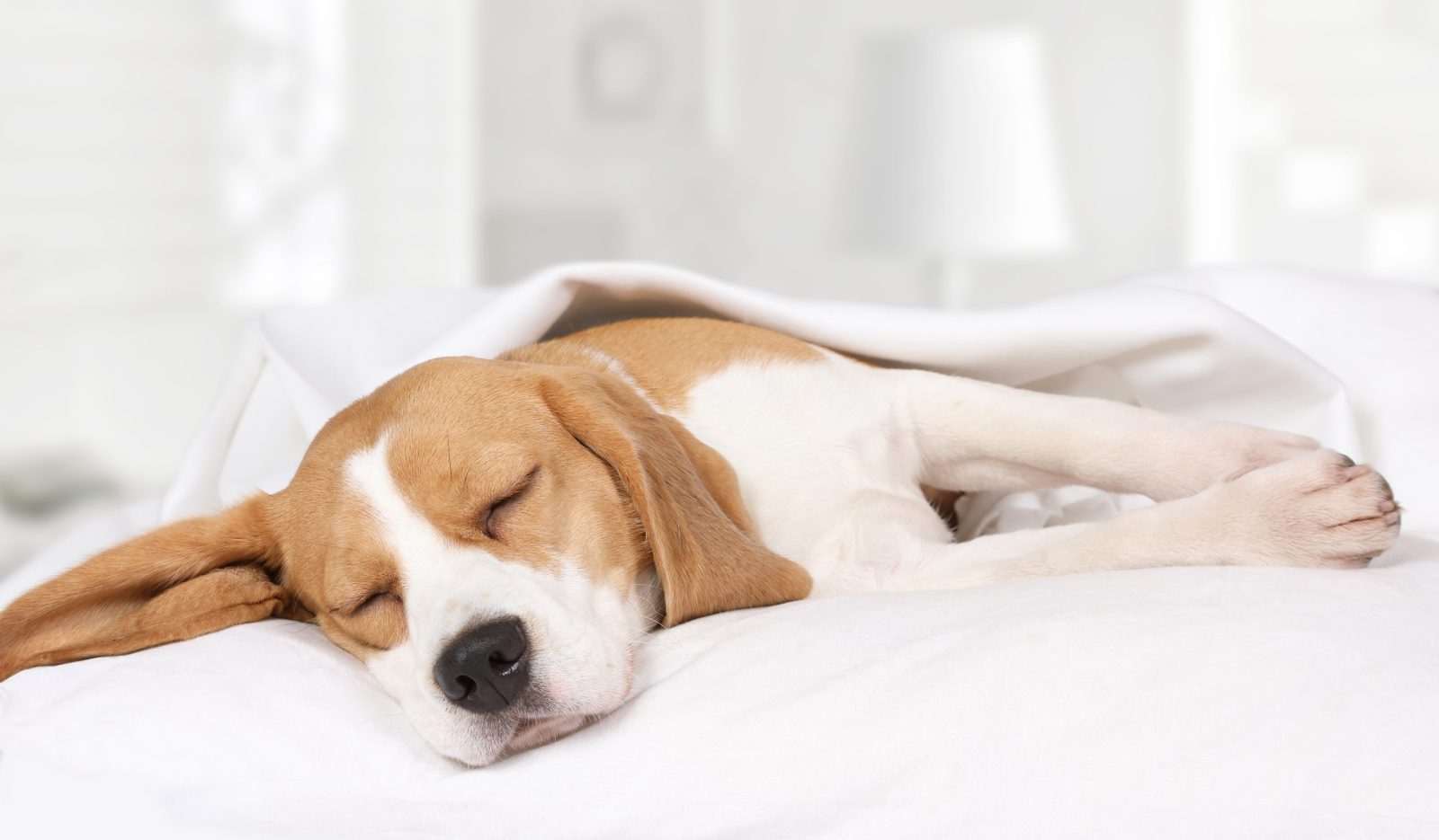 What Are Our Pets Dreaming About? – One Green Planet