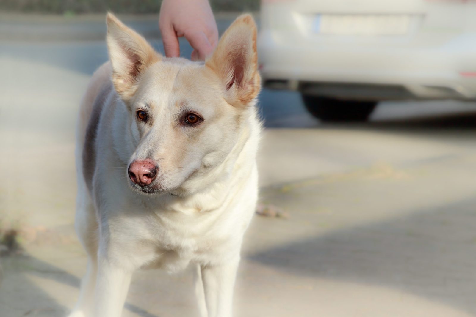 Dog Found Abandoned with Heartbreaking Note Attached to Collar – One Green Planet