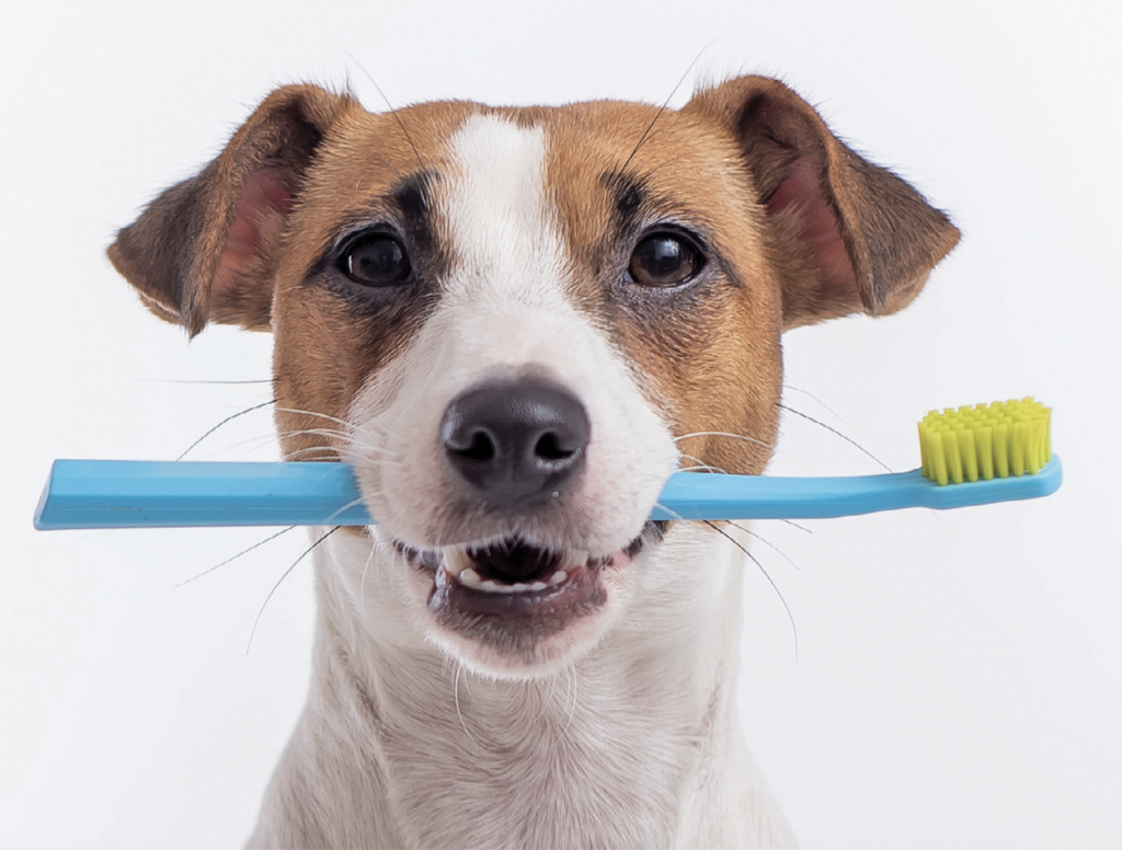 Pet dental care – Grand Rapids Magazine