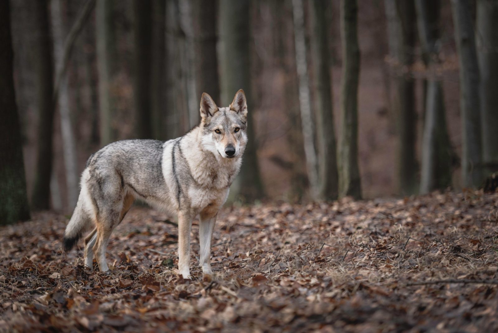 German Authorities Will Kill Hybrid Wolf-Dog Pups to Protect Wolf … – One Green Planet