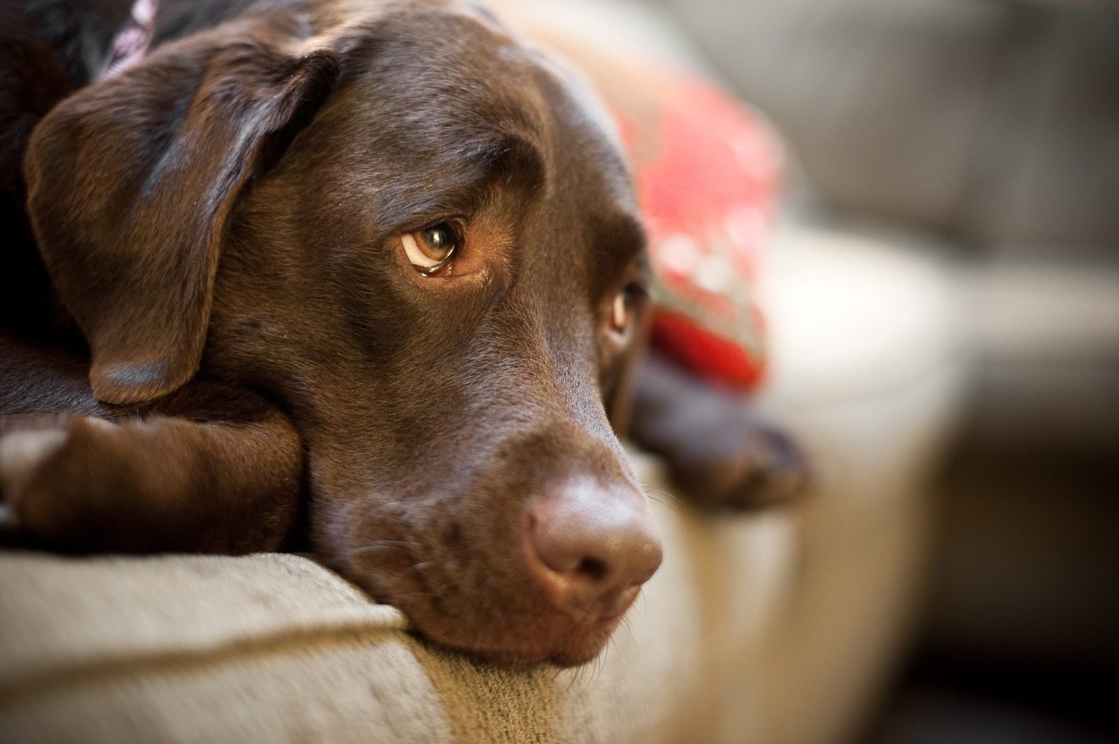 Sweet Dog Falls in Love With a Pacifier [Video] – One Green Planet