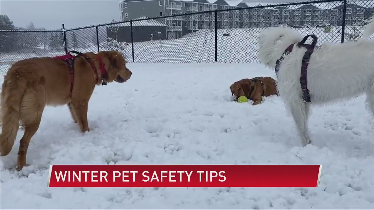 Winter pet safety tips – ABC 6 News – kaaltv.com – ABC 6 News KAAL TV