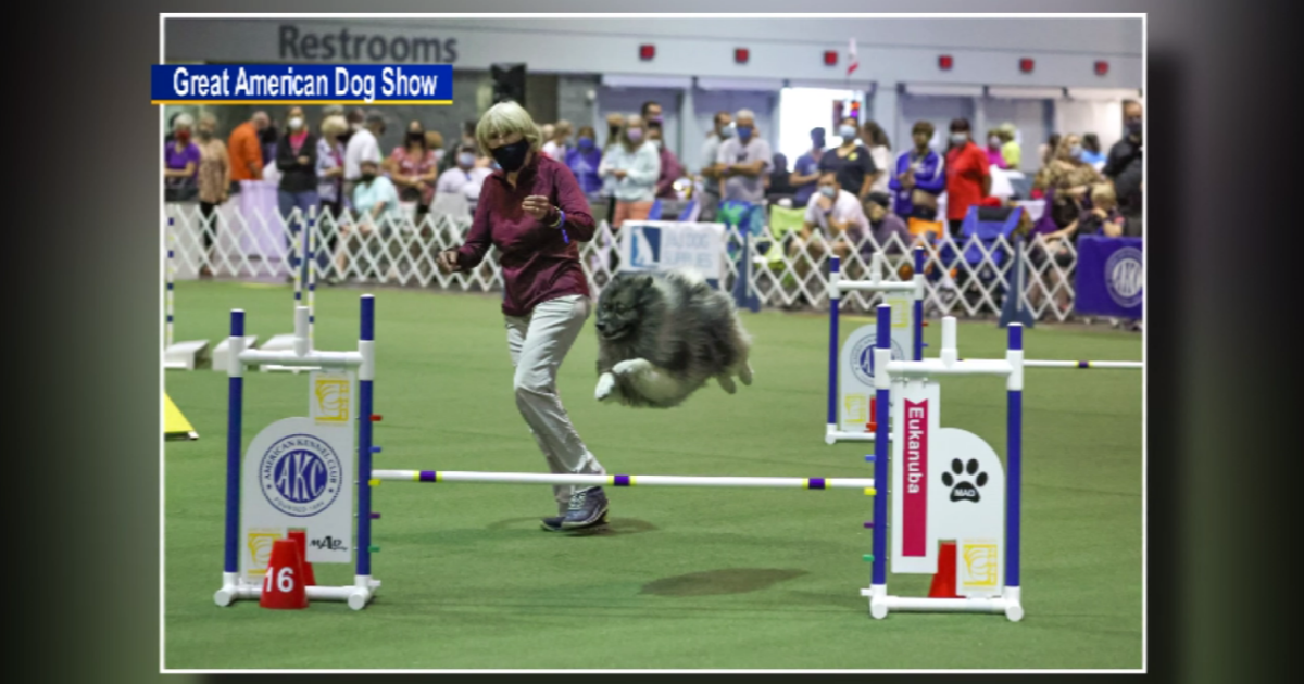 Great American Dog Show comes to Schaumburg this weekend – CBS Chicago