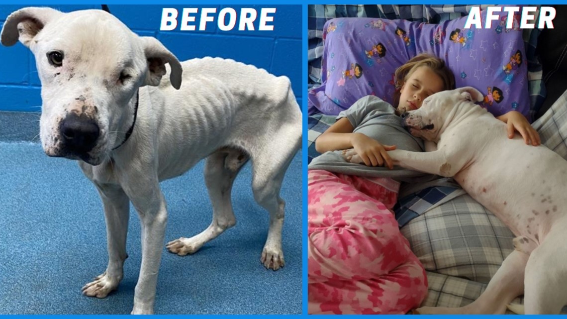 Emaciated dog transforms into healthy pet thanks to love from family – KENS5.com