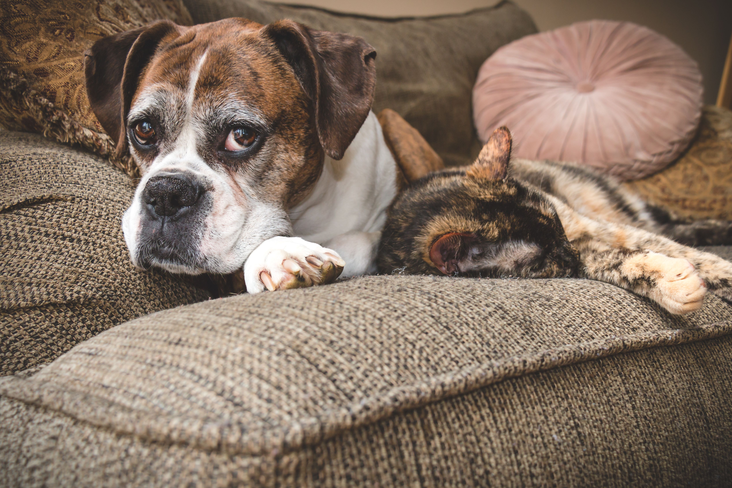 AAHA announces new senior care guidelines for dogs and cats – DVM 360