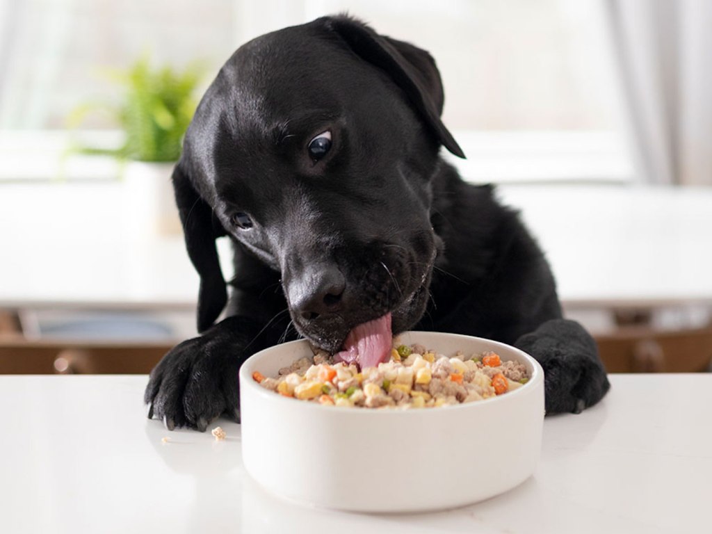 Dog Owners Are Raving About This Pre-Portioned Fresh Dog Food That Beats Their ‘Highest Expectations’ – SheKnows