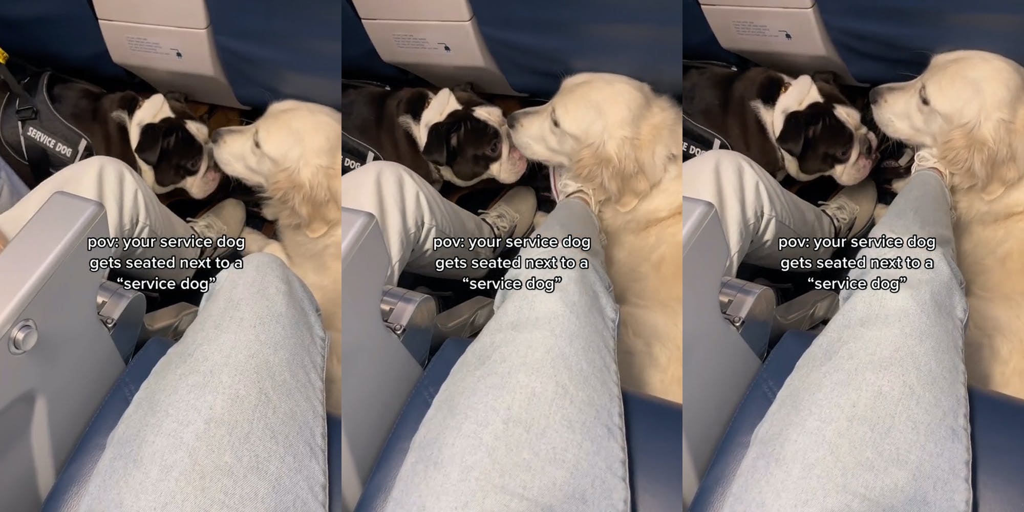 ‘Barking, tugging, pulling … is so obvious’: TikToker says alleged ‘service dog’ on flight didn’t behave properly – The Daily Dot