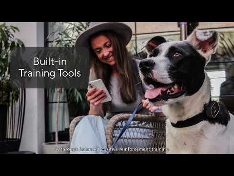 Link, the Smart Pet Wearable, announces exclusive animal health … – PR Newswire