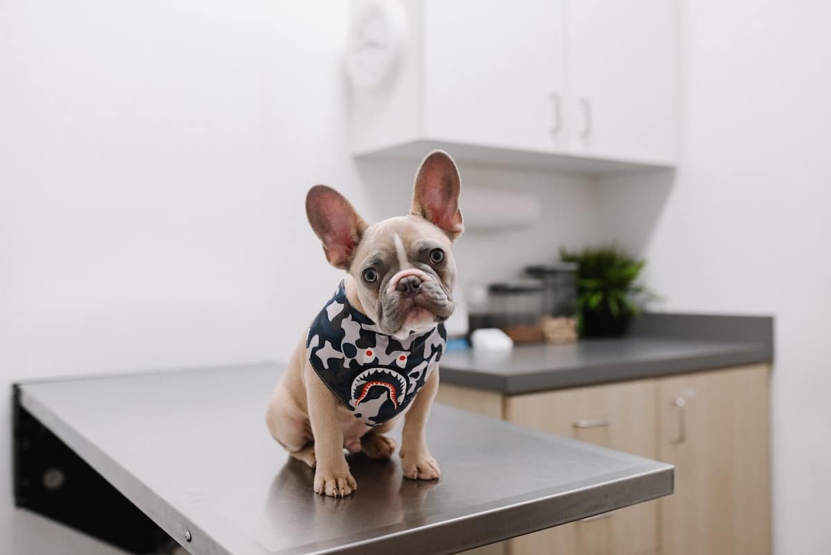 Dog Health Problems You Should Be Aware of in 2022 – UrbanMatter