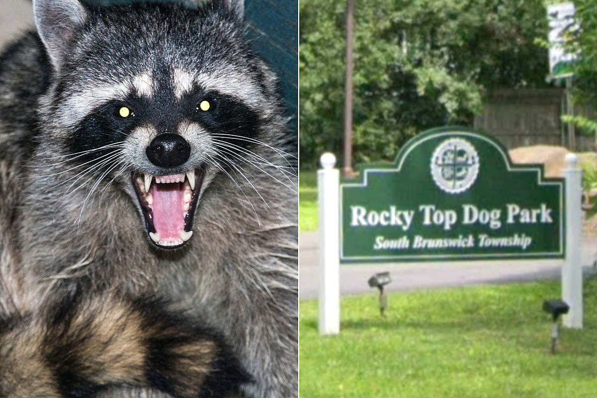 Raccoon tests positive for rabies after fight at NJ dog park – New Jersey 101.5 FM