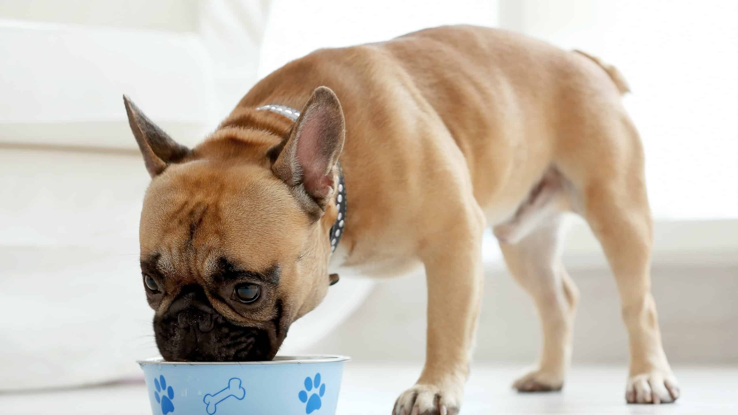 Can Dogs Eat Soy Sauce? – AZ Animals