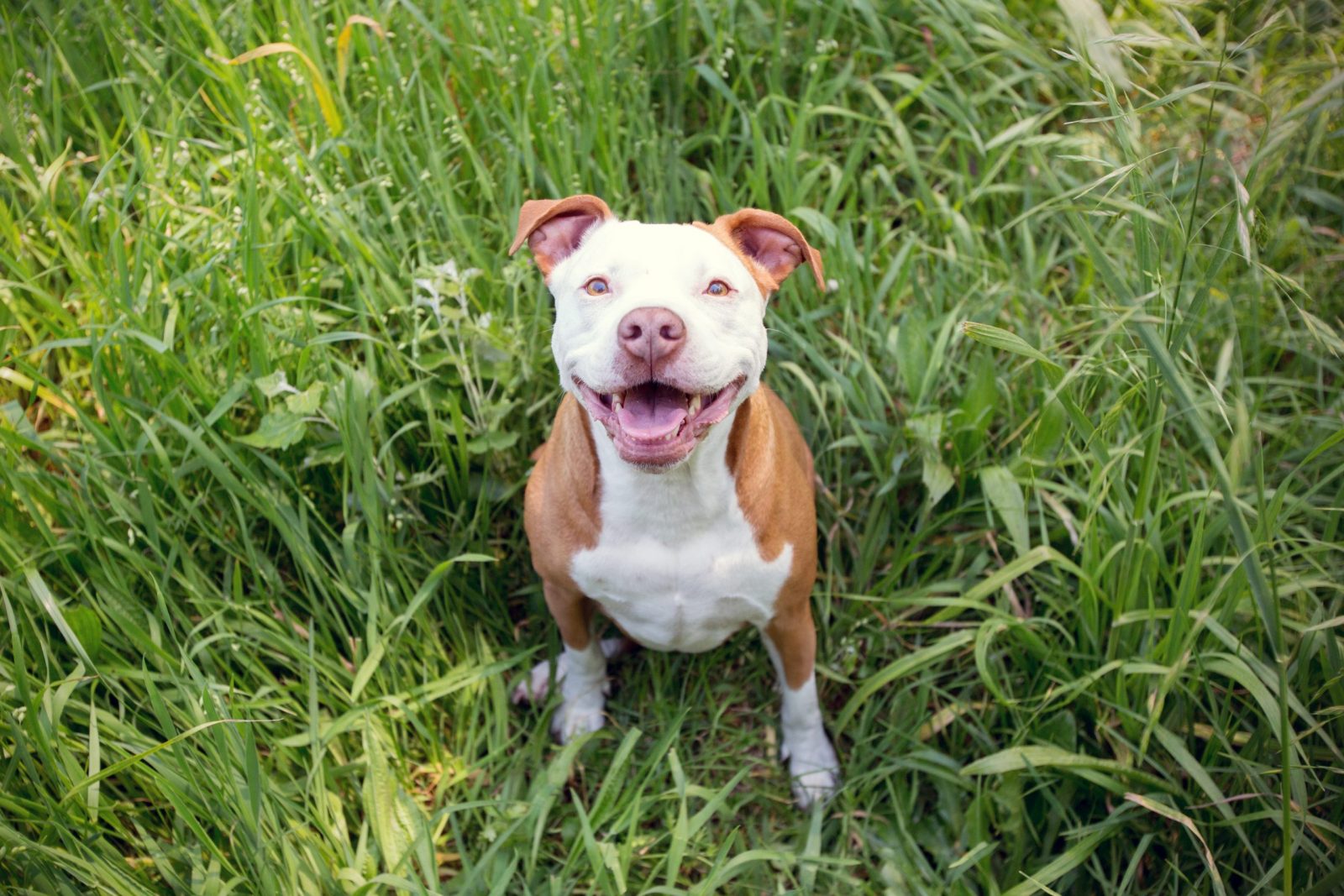 Man Charged with Animal Neglect After He Left His Dog at The Airport – One Green Planet