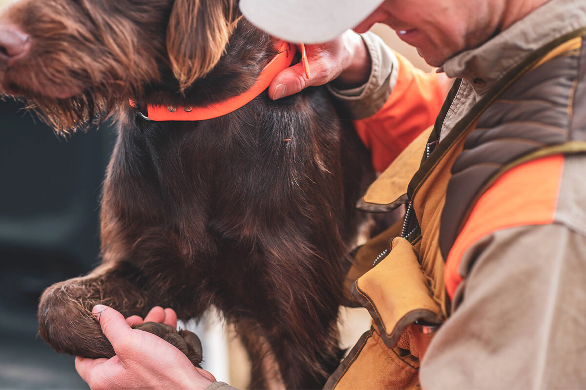 Understanding and Treating Arthritis in Sporting Dogs – Gun Dog – Gun Dog Magazine