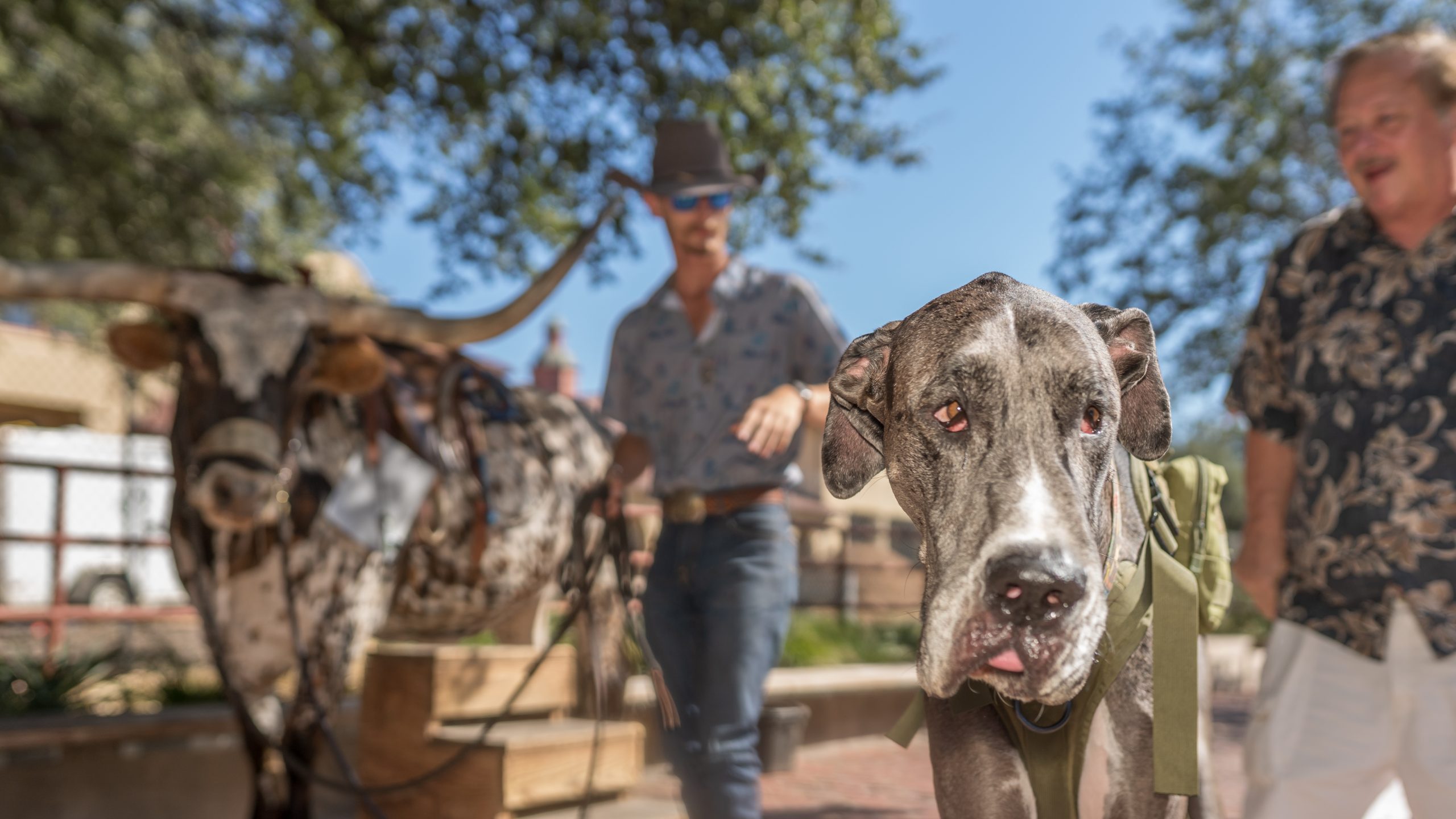 The World’s Tallest Dog is one of Fort Worth’s favorite residents – Fort Worth Report