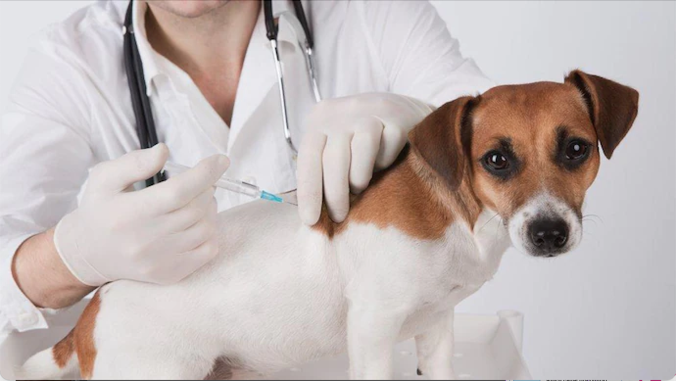 #FortheLoveofPets – Vaccination in dogs – Barbados Today