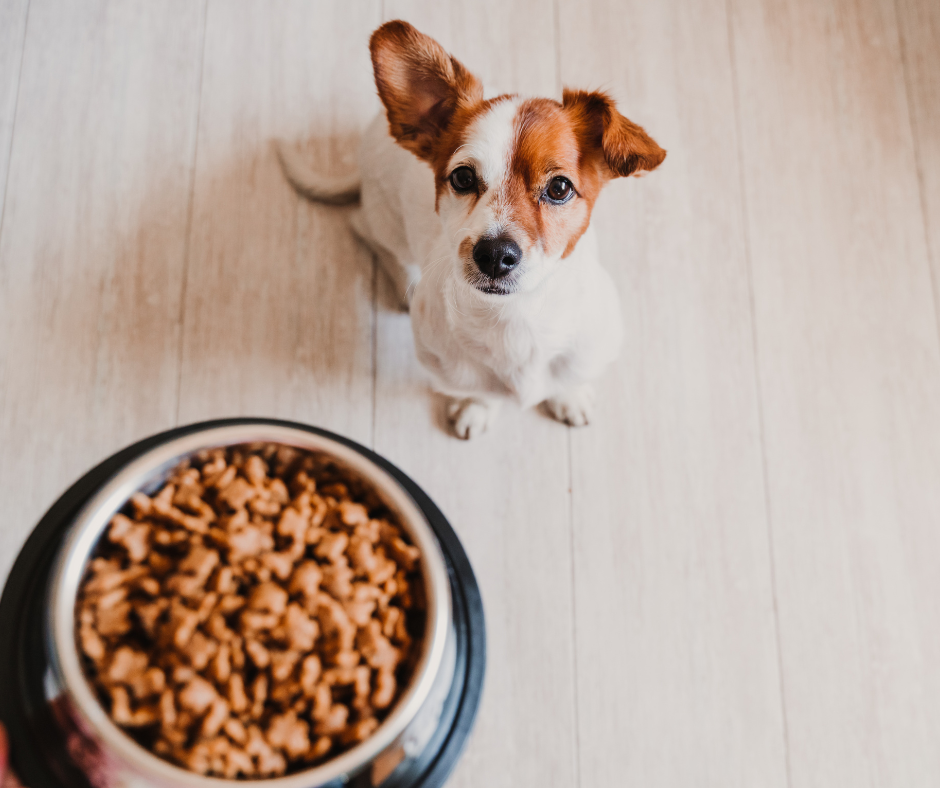 25 Best Tasting Dog Foods in 2023 – DISCOVER Magazine