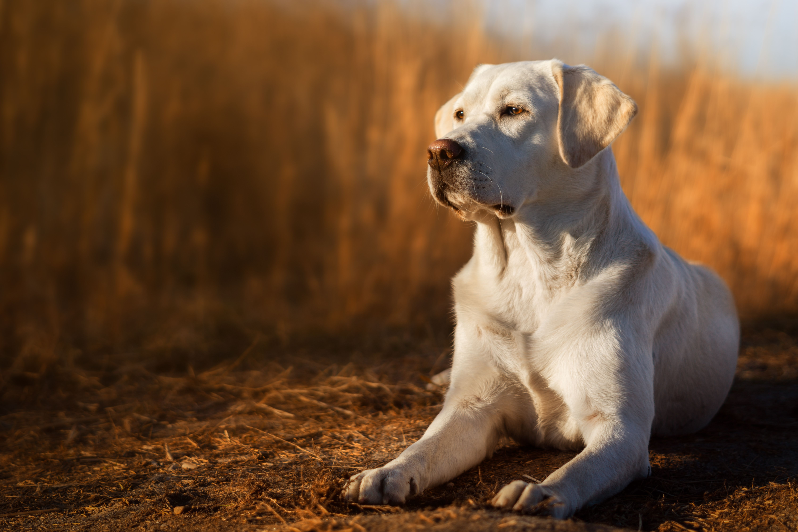 Breakthrough genetic test detects risk of canine cruciate ligament … – DVM 360