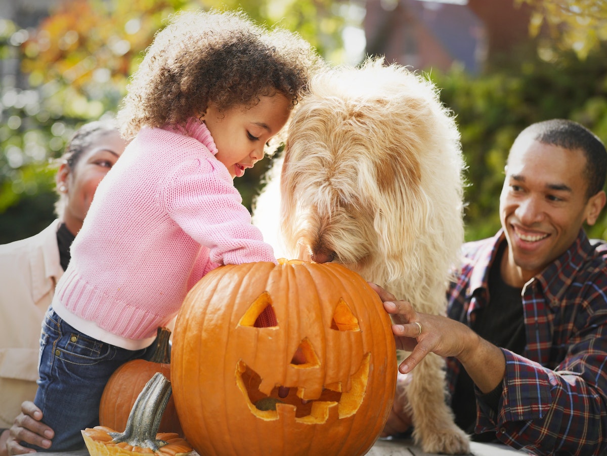 Can Dogs Eat Pumpkin Seeds? A Veterinarian On What's Safe … – Scary Mommy