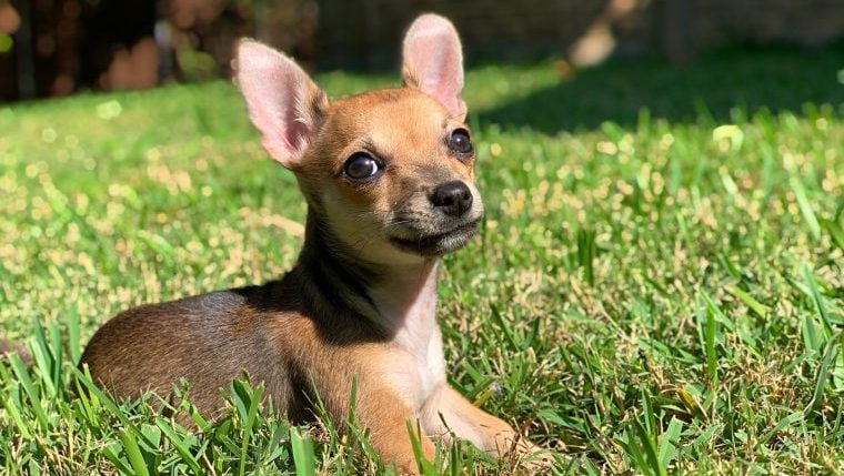 Stray Chihuahua With Partial Paralysis Receives Care at North Carolina Animal Sanctuary – DogTime