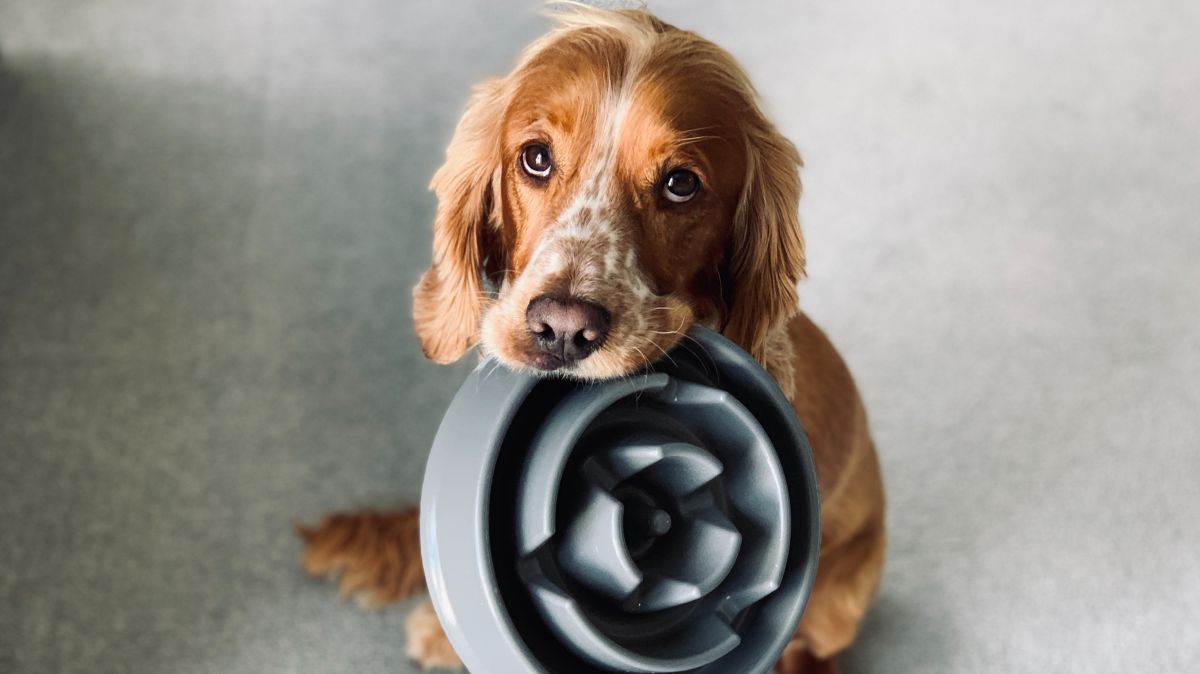 Can puppies eat adult dog food? – PetsRadar