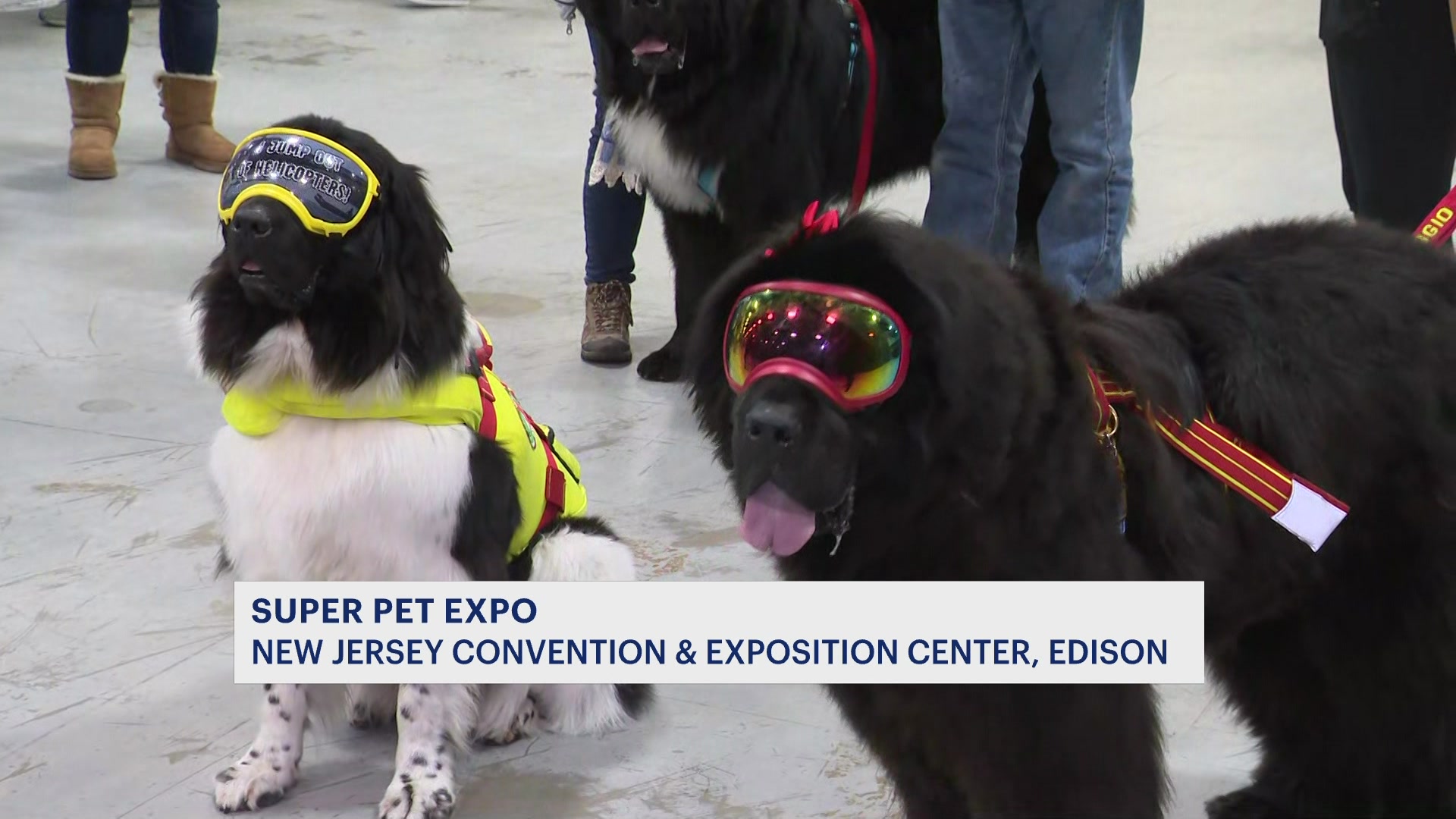 23rd annual Super Pet Expo brings shopping, fun and animal … – News 12 Long Island