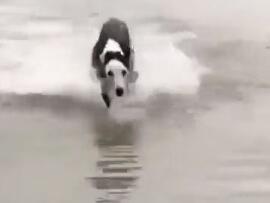 A funny video of a happy dog playing and jumping in the water … – NewsBreak Original