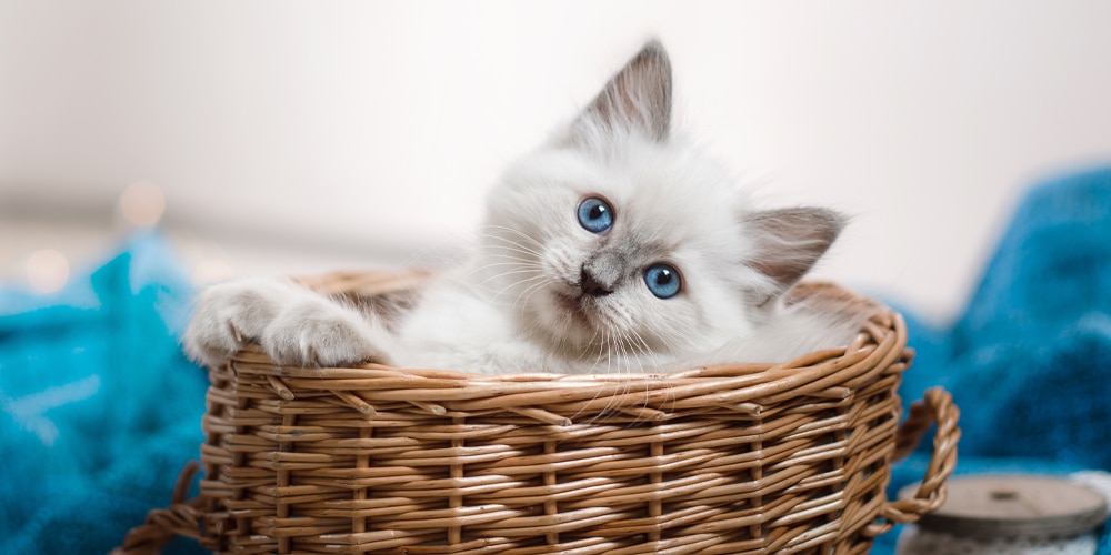 Best Cat Insurance – 4 Pet Insurance Companies To Protect Your Cat in 2023 – The Dallas Morning News